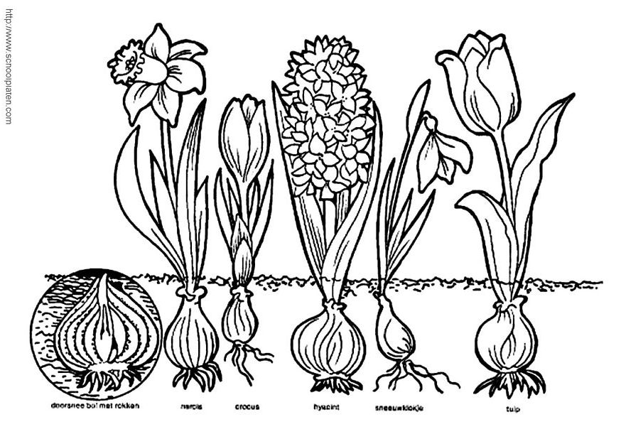 1 Sinif Boyama Kagitlari Bitkiler 5 Indir 1 Sinif Gorsel